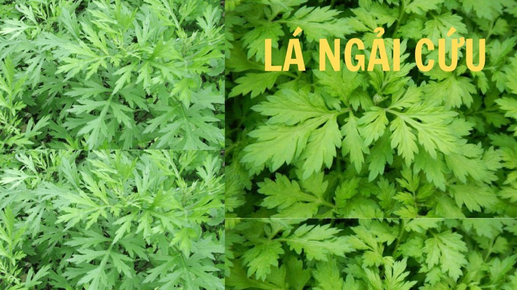 la-ngai-cuu