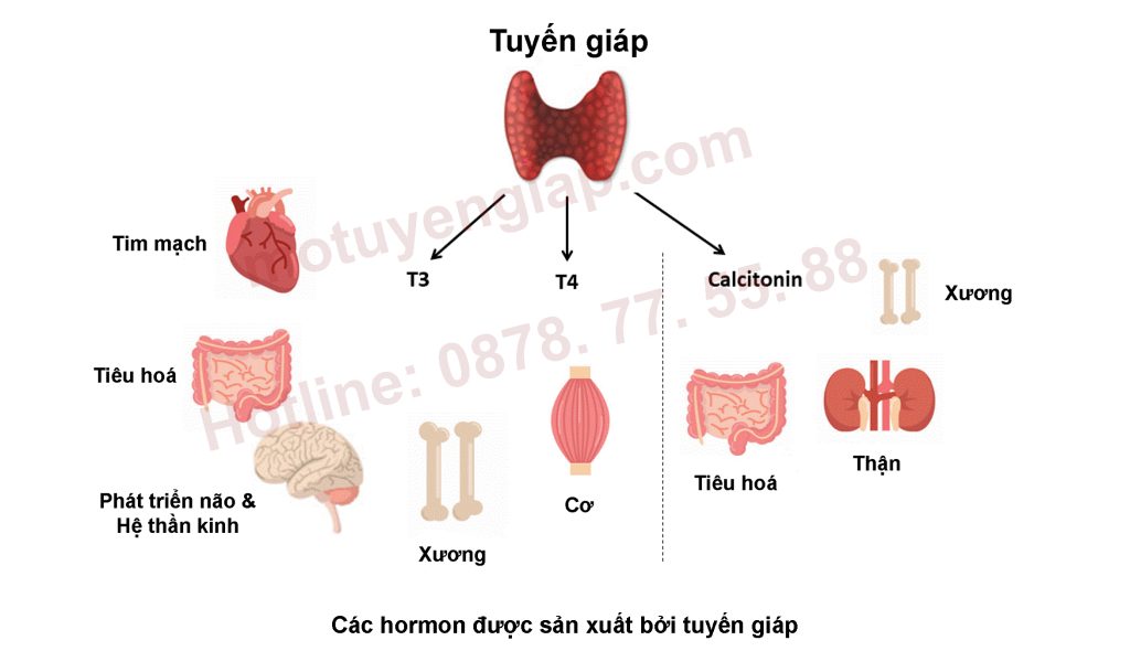 tuyen-giap